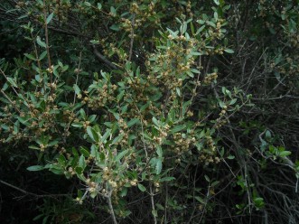 ilatro-phillyrea-latifolia